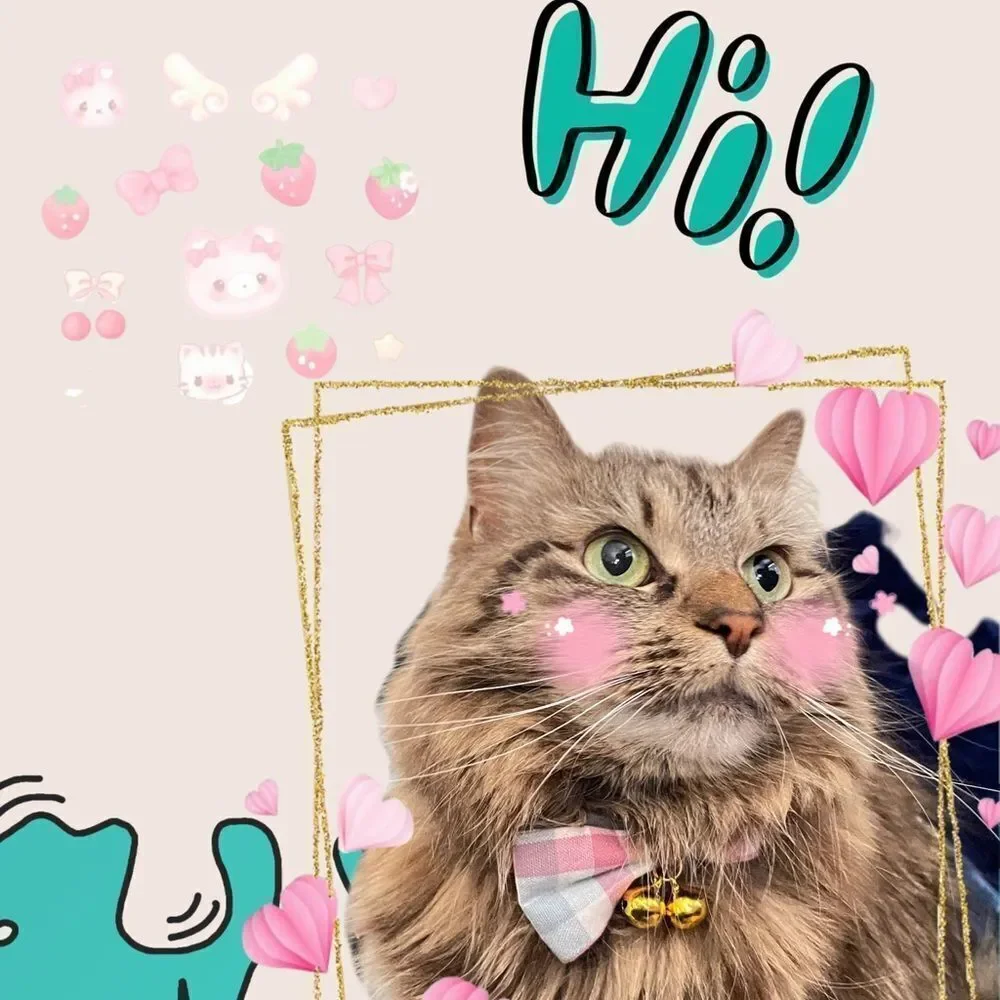 Pink Plaid Pet Collar